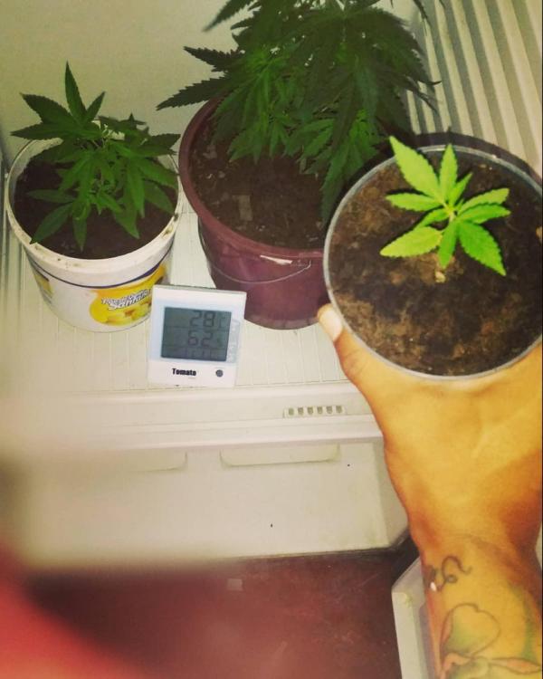 Gibu Thc on Instagram_ _----__Br(JPG).jpg