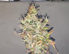 125 BUDS ESTROPIADOS.jpg