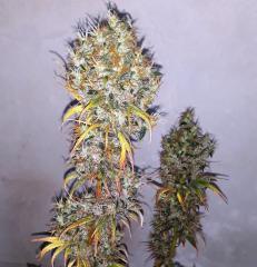 150 BUDS INTEGROS.jpg