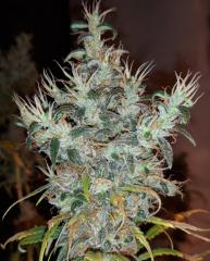 085 FLORA BUD.jpg