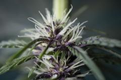 Purple-Buddah-Kush-17.jpg