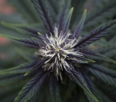 Purple-Buddah-Kush-26.png