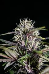 Purple-Buddah-Kush-28.jpg