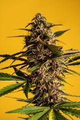 Purple-Buddah-Kush-29.jpg