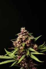 Purple-Buddah-Kush-30.jpg