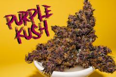 Purple-Buddah-Kush-32.jpg