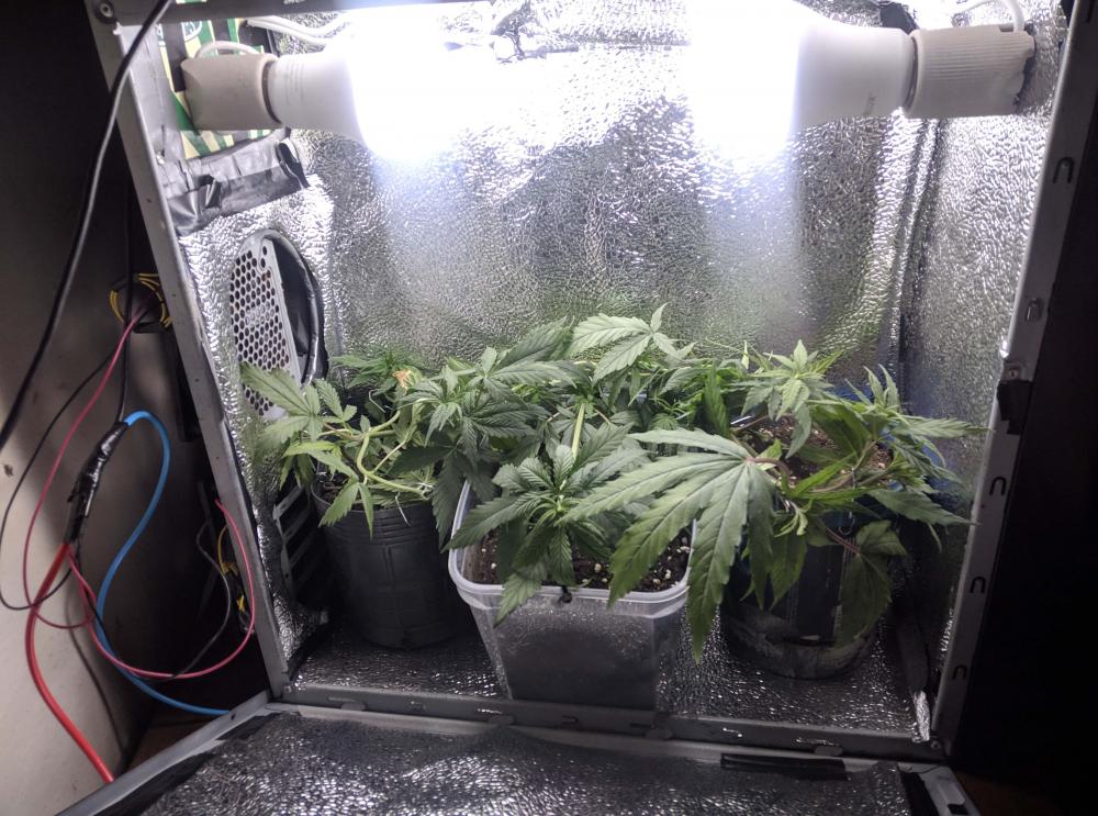 pc grow1 - 13.05.2020.jpg