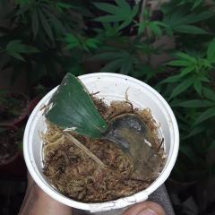 orquidea_de_8_anos_morrrendo,vo_tenta_salva..jpg
