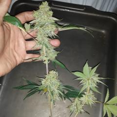 gelato_33_gigante_flora_17_colheita.jpg