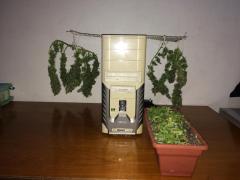 Colheita PC Grow 5