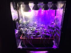 Pc Grow 6, Full Spectrum Test