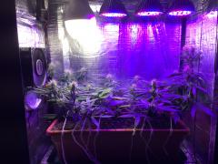 Pc Grow 6, Full Spectrum Test