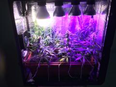 Pc Grow 6, Full Spectrum Test