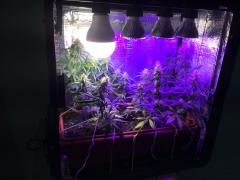 Pc Grow 6, Full Spectrum Test