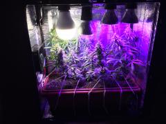 Pc Grow 6, Full Spectrum Test