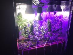 Pc Grow 6, Full Spectrum Test