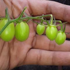 Tomate resinando.jpg