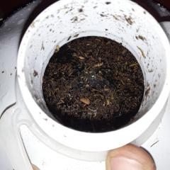 Bat guano da malasia 2 colheres de jantar pra 2 litros de agua 24 horas ..so usar