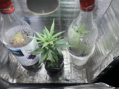 Pcgrow