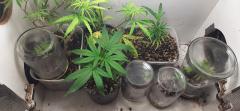 grow vega, clones, madre e nova strain, talvez cheese.jpg