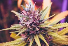 purple-marijuana-plant.jpg