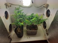 grow vega - 2 clones e madre #5.jpg