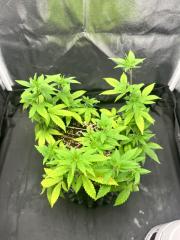 #05 Holy Grail Kush - Clone 56D vega