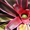 bromelia