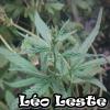 Leo leste