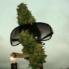 mr_weed