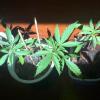 WeedBrothers
