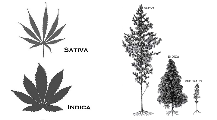 Cannabis Indica vs Cannabis Indica