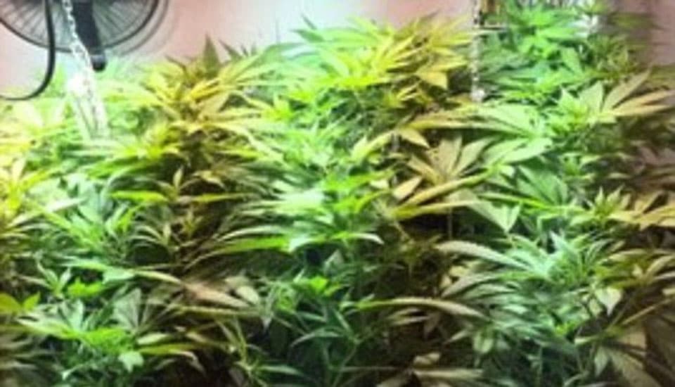 180 plantas de maconha encontradas pela polícia no celeiro de Matheson. Foto: Crossville Police Departament.