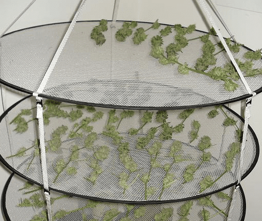 Drying the Marijuana Harvest