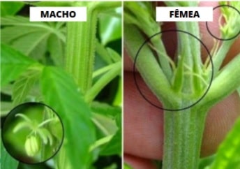 como plantar maconha macho ou femea