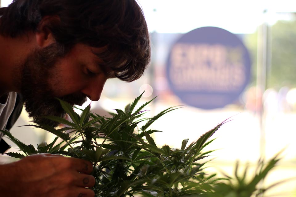 Plantas em exposicão durante a Expo Cannabis Uruguai