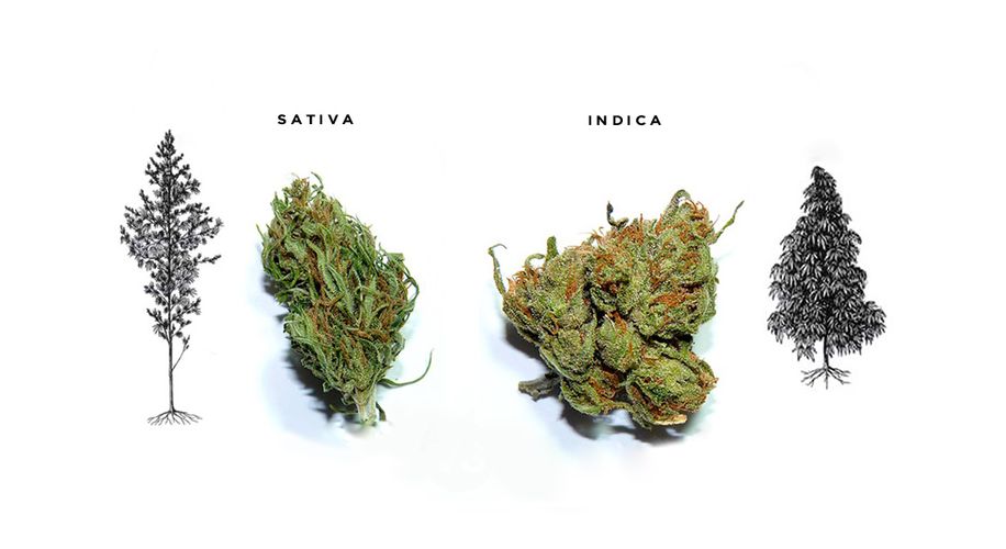 Cannabis Indica e Sativa 5 variedades famosas de cada Growroom Cannabis Indica e Sativa 5 variedades famosas de cada Growroom