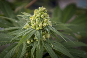 sexo das plantas de maconha