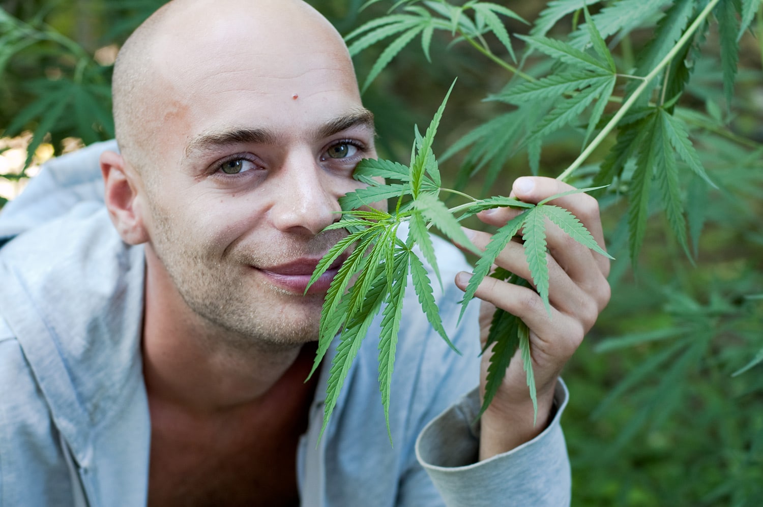 Óleo de Cannabis ajuda no tratamento de câncer.