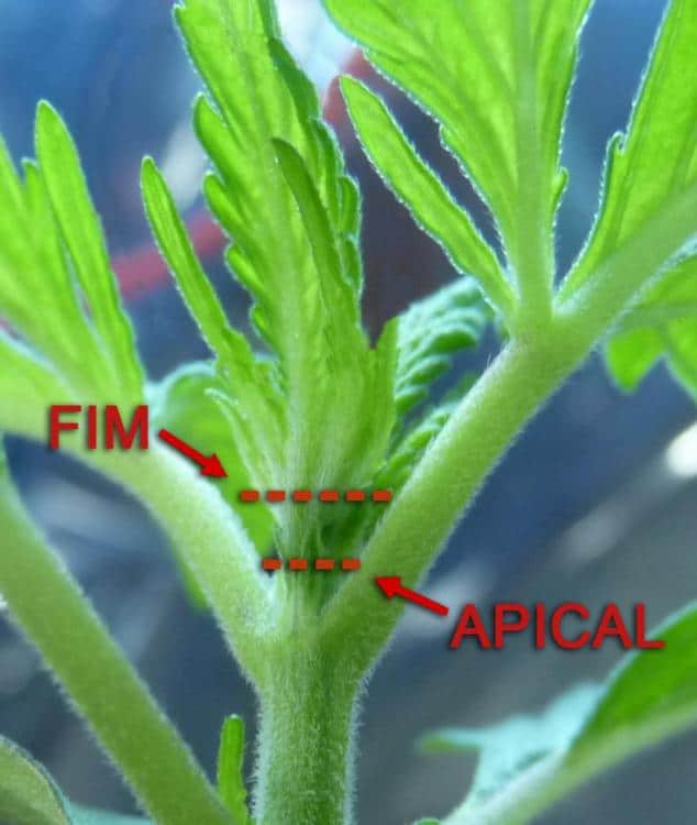 Poda Fim e Apical