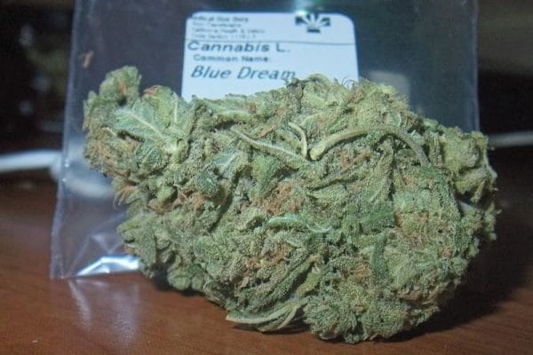 Blue Dream genetica de maconha Real Kush