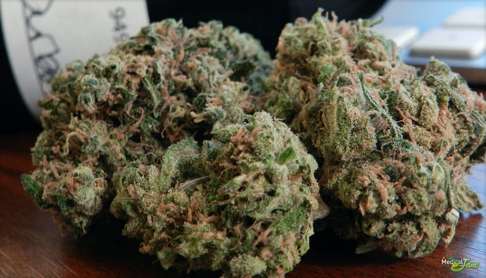 Buds da Durban Poison - Créditos Medical Jane