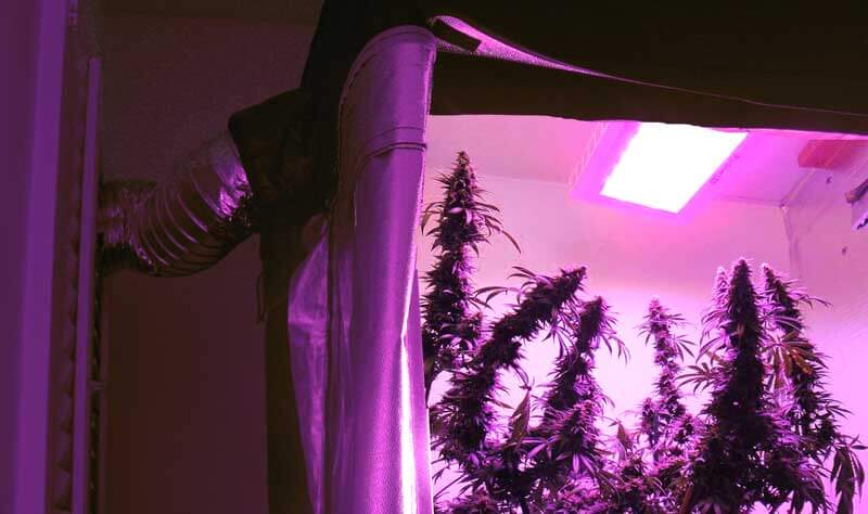 Cultivo seguro exige cuidado com lâmpadas