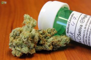 ak-k7 strain maconha - Créditos THC Finder