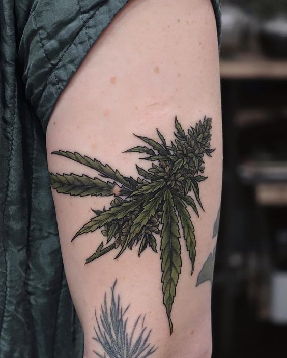 tatuagem de flor de maconha