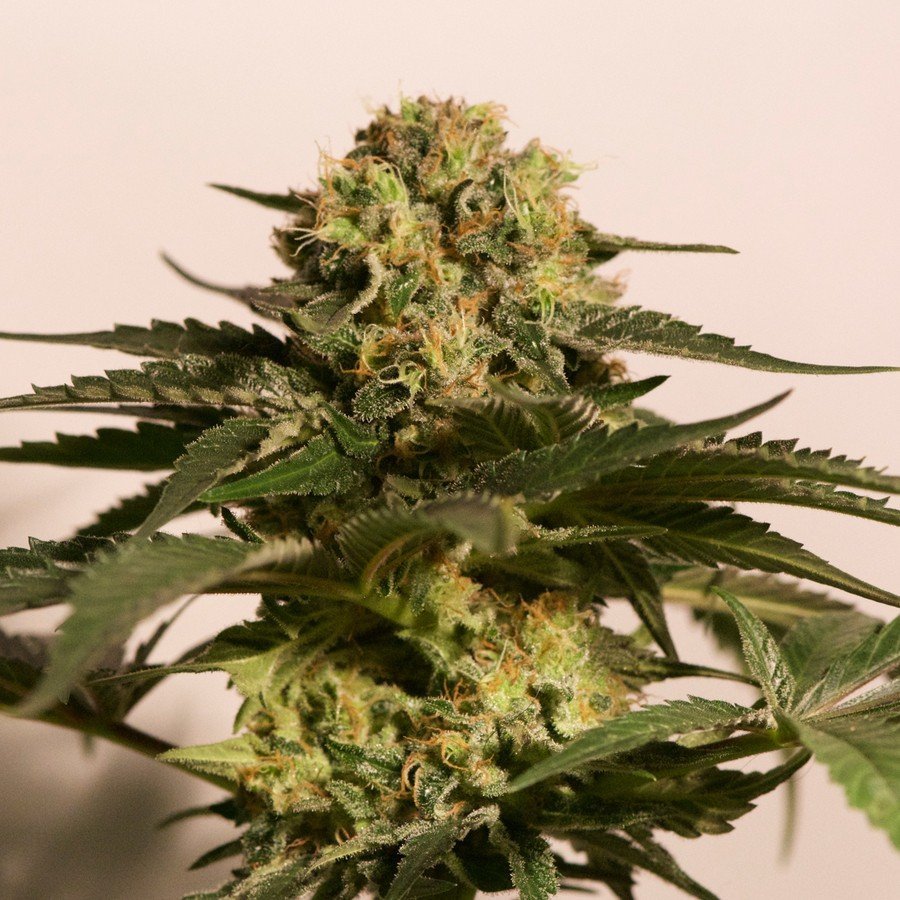 CDR CRITICAL CURE - Semente de CBD disponível no link