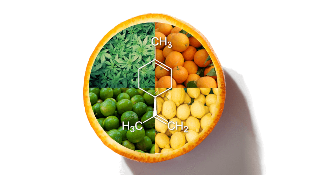 Limoneno terpeno maconha - Strain Gine (1)