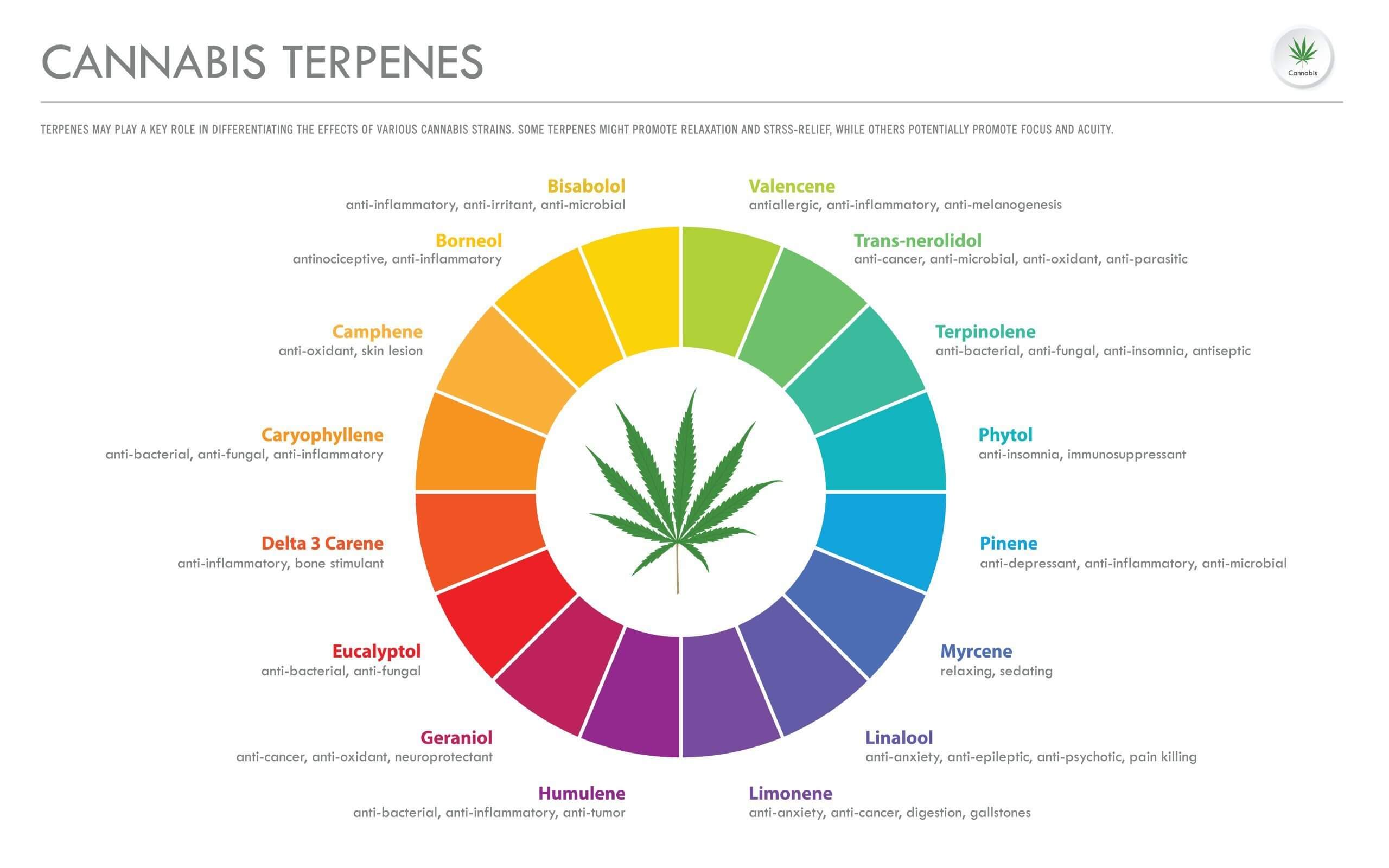 Vários tipos de terpenos e efeitos na maconha