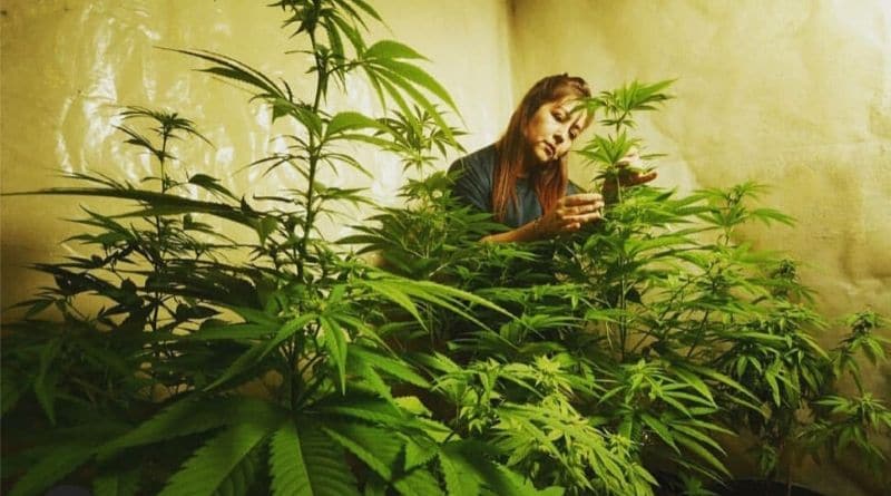 cida carvalho cuidando das suas plantas de maconha na associação canábica