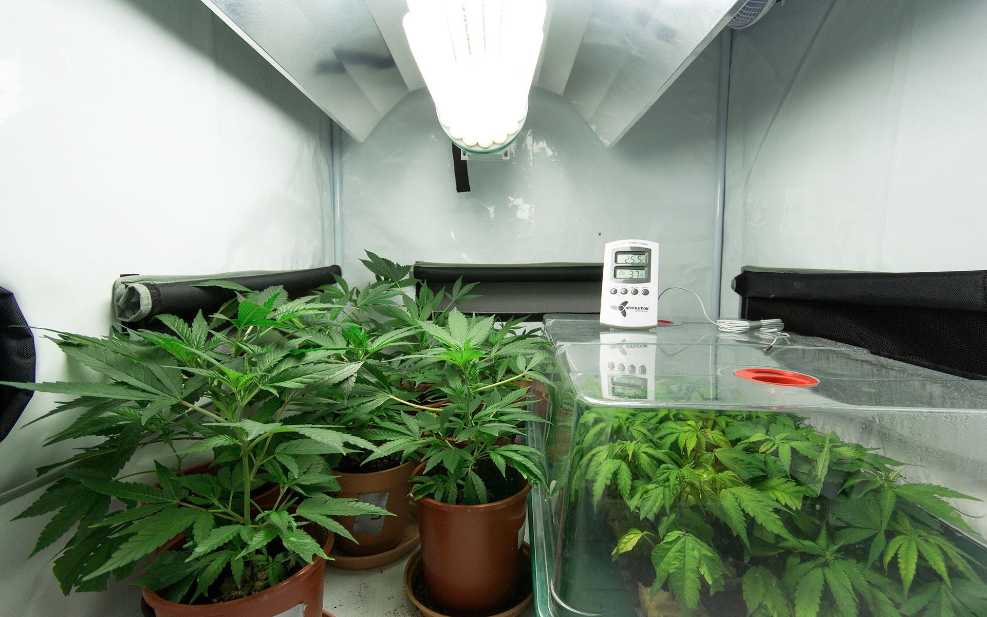 cultivo caseiro indoor de maconha - MJPure Play